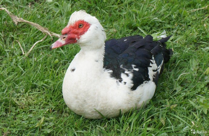 Индоутка мускусная