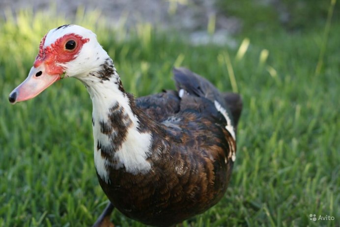 Жемчужная индоутка