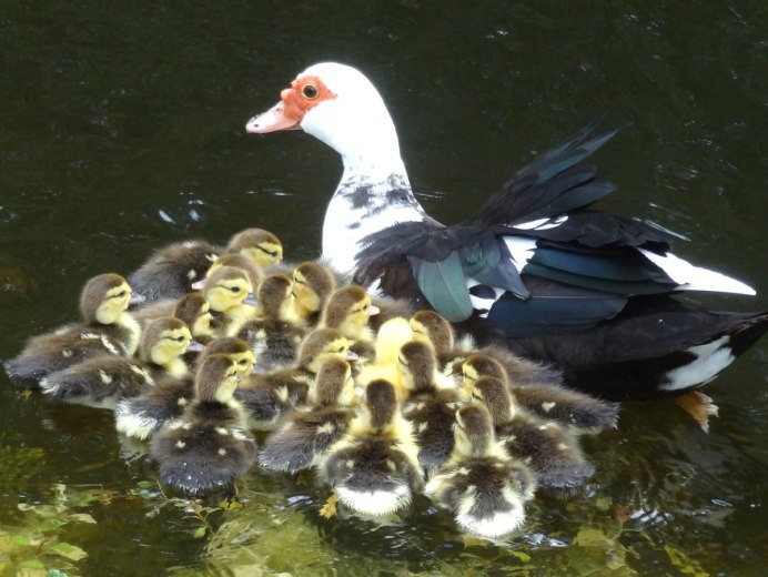 Дикая мускусная утка