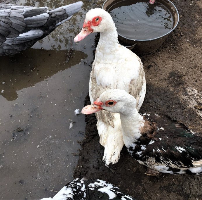 Индоутки мускусные утки