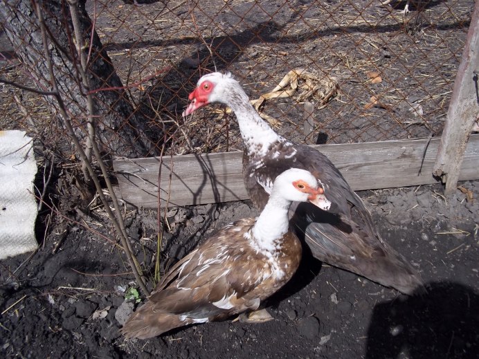 Мускусная утка и индоутка