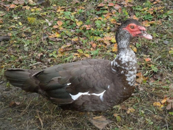 Пегая индоутка