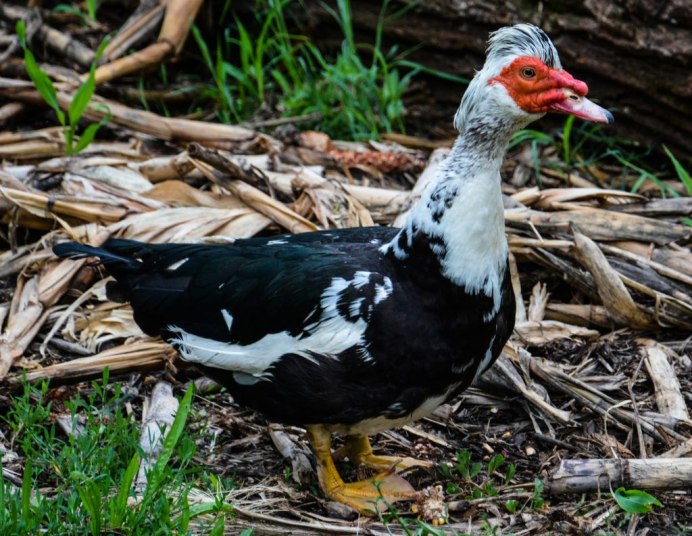 Мускусная утка и индоутка