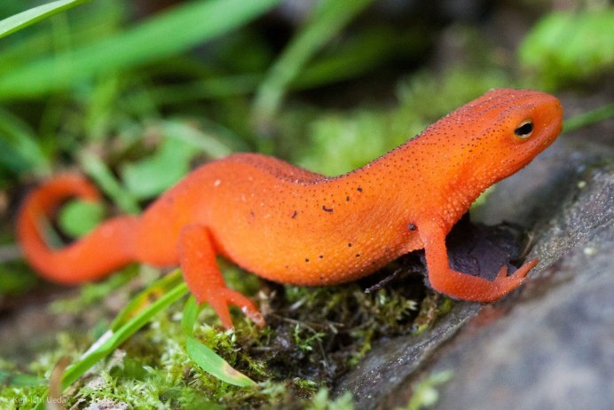 Hypselotriton orientalis