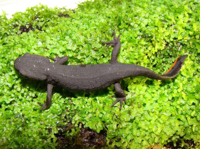 Triturus cristatus гребенчатый Тритон