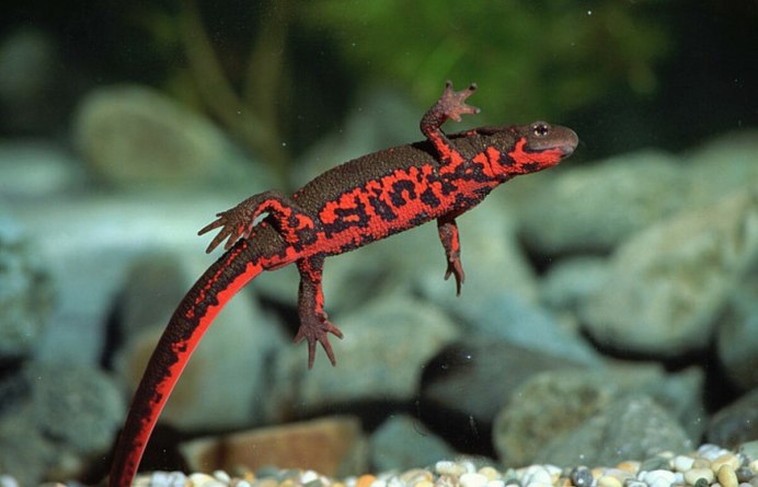 Fuding Fire-bellied Newt