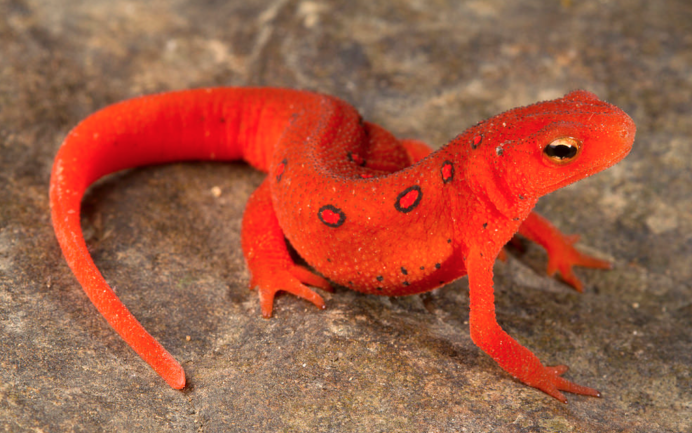 Обыкновенный Тритон Lissotriton vulgaris