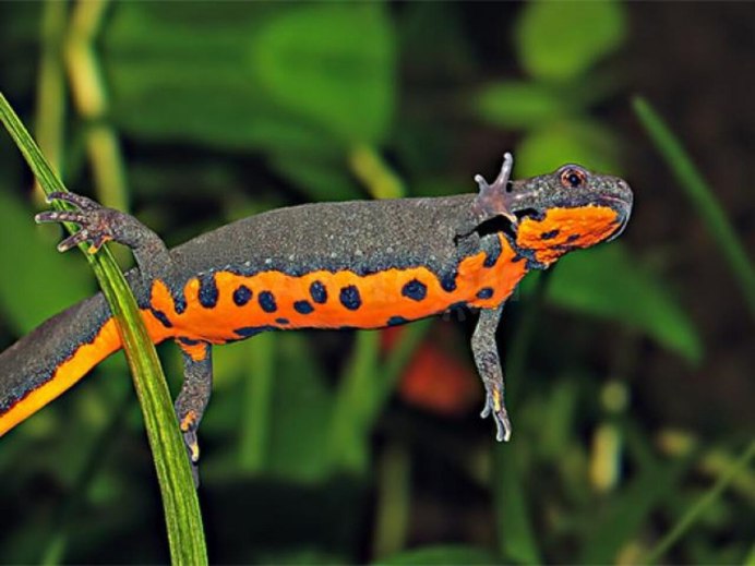 Тритон огненнобрюхий (Cynops orientalis)