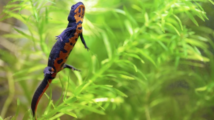 Тритон огненнобрюхий (Cynops orientalis)