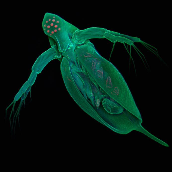 Daphnia pulex