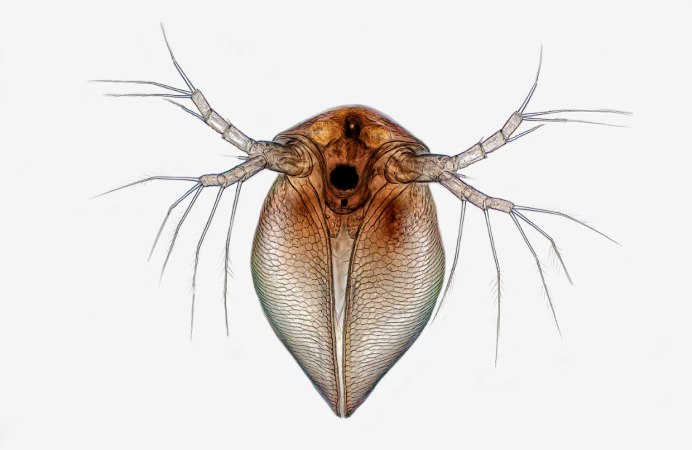 Микрофотографии Nikon small World 2017