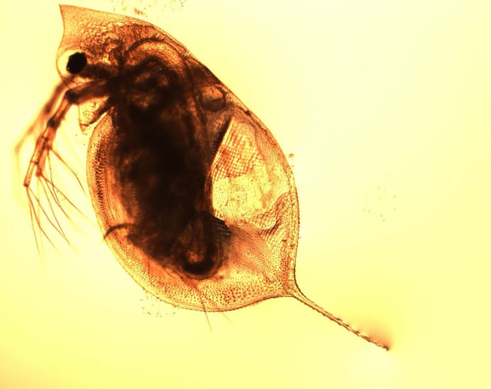 Дафния Daphnia galeata