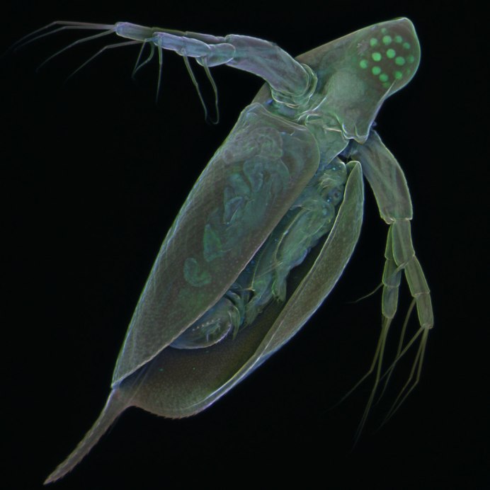 Дафния pulex