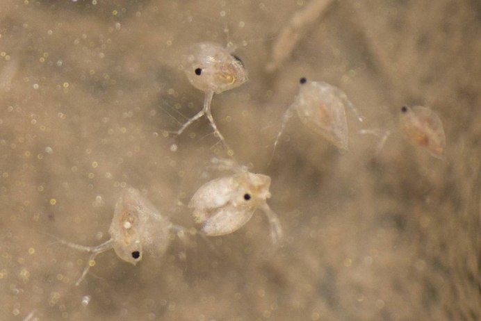 Daphnia Magna