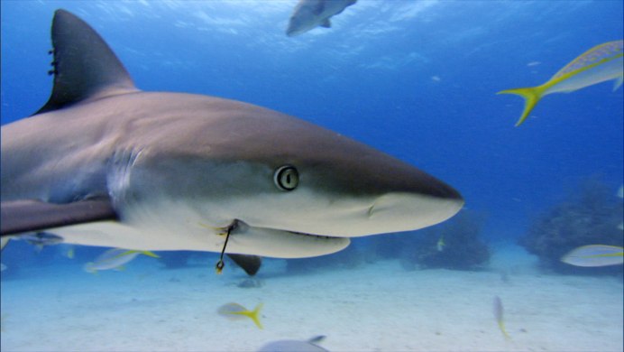 Rusty Sharks