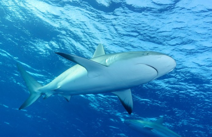 Carcharhinus perezii