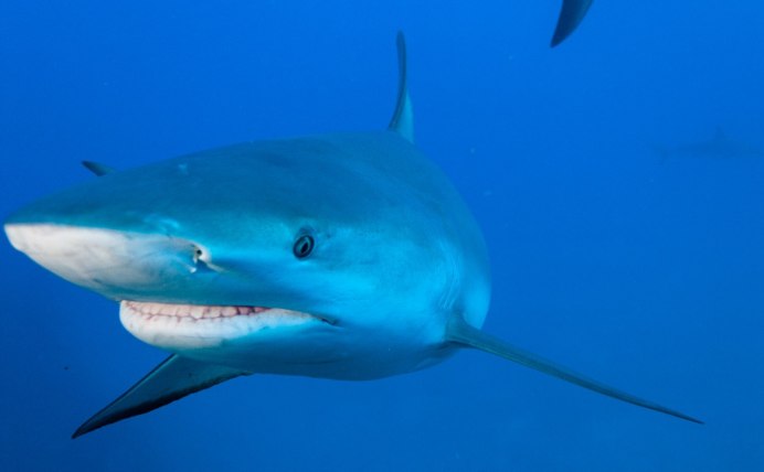 Carcharhinus perezii