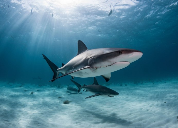 Carcharhinus perezii
