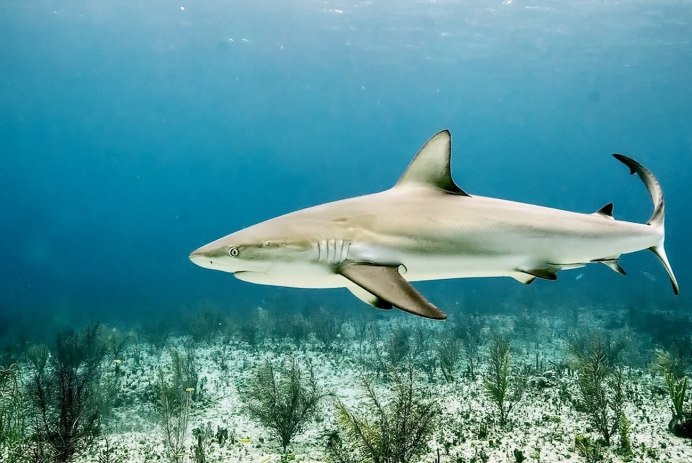 Carcharhinus perezii