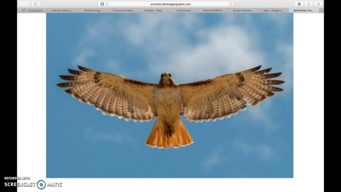 Radiant Accipiter
