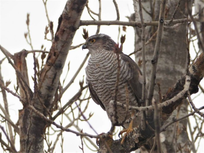 Ястреб - тетеревятник (Accipiter gentilis)