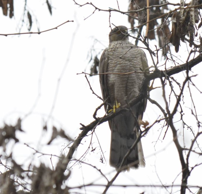 Accipiter nisus в полёте