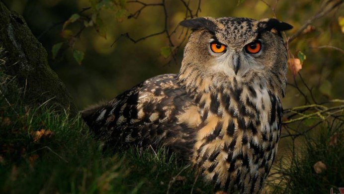 Сова Филин фото