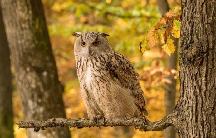 Сова осенью