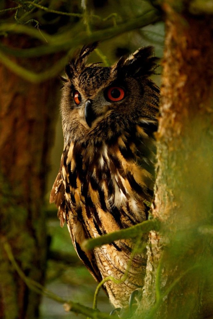 Лесной Филин