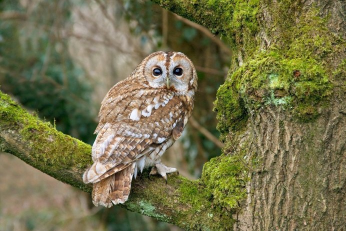 Широколиственные леса Сова