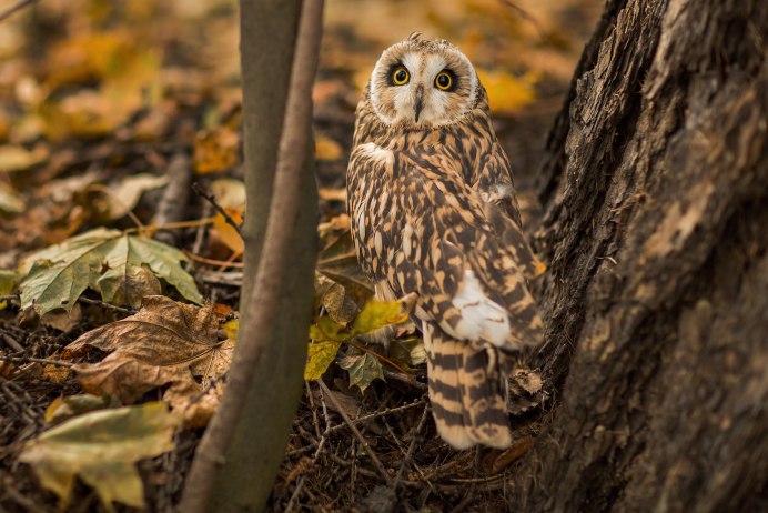 Лесная неясыть