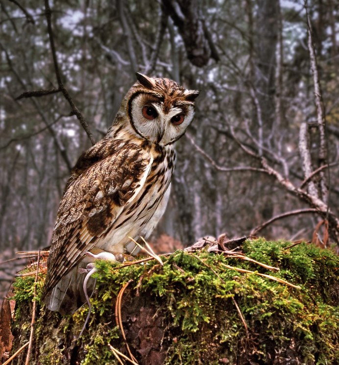 Филин в тайге