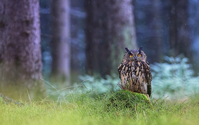 Фон для рабочего стола Сова