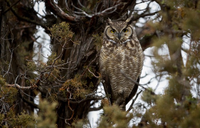 Филин птица