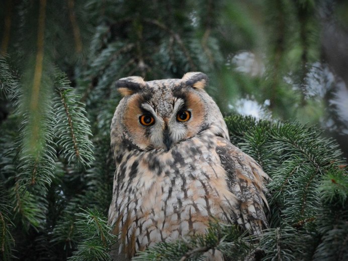 Лесной Сыч неясыть