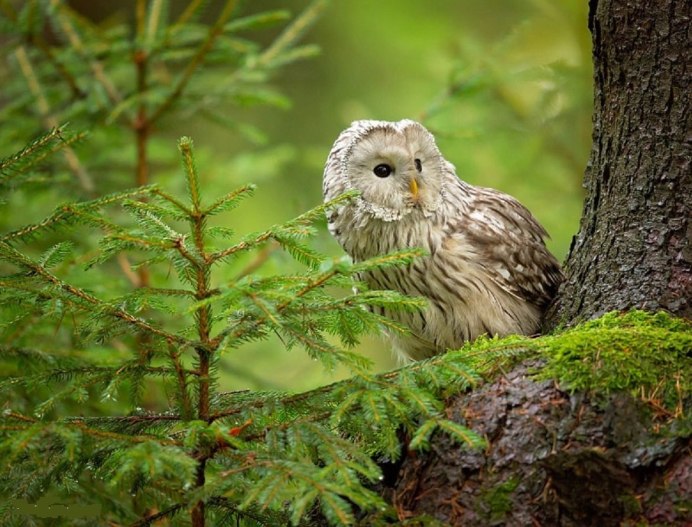 Лесная неясыть Филин в тайге