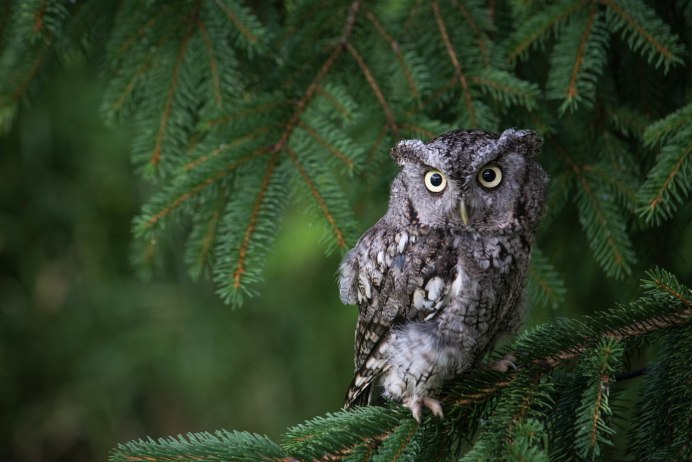 Сова на ветке