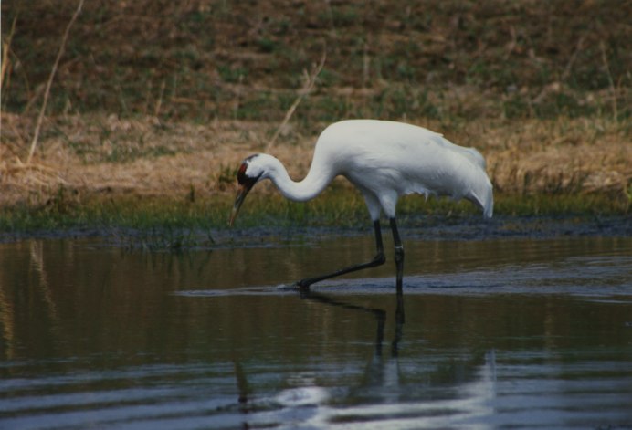 Цапля Геншин