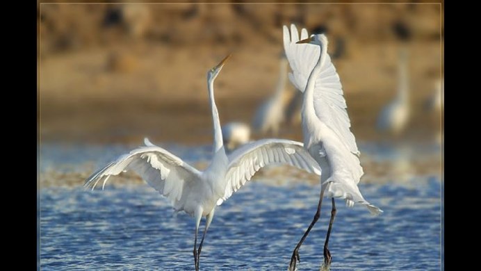 Журавли на озере