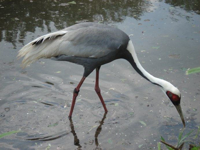 Даурская цапля