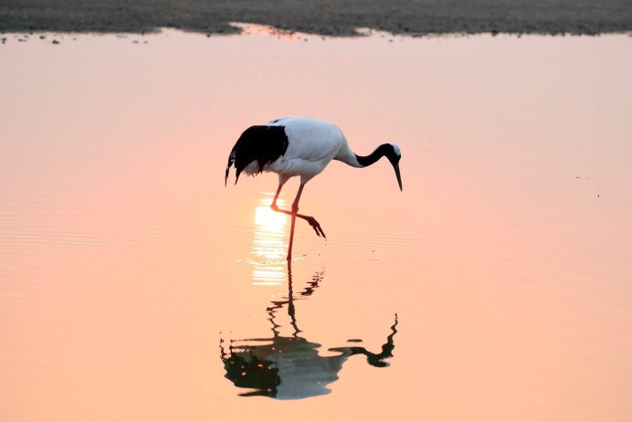 Крылья журавля