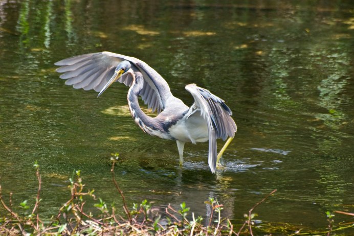 Журавль в воде