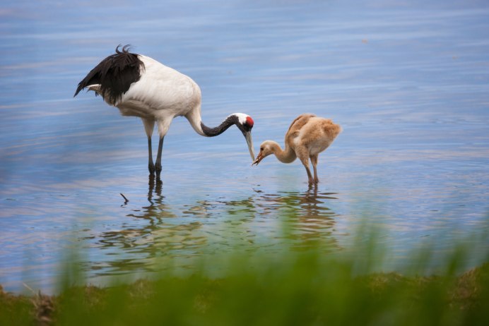 Японский венценосный журавль