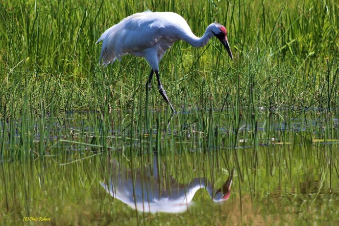Японский (Уссурийский) журавль Grus japonensis (Muller, 1776)