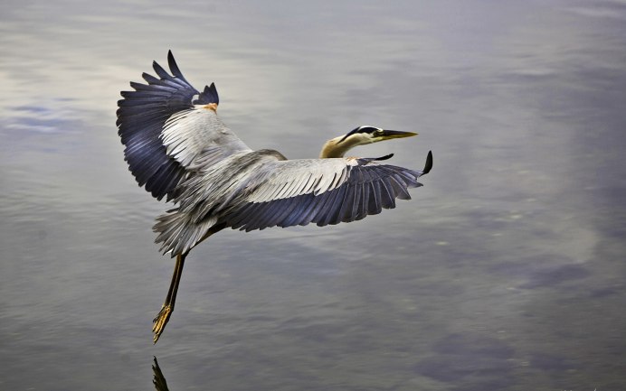 Стерх белый журавль танец