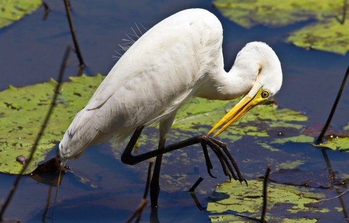 Аист и цапля на болоте