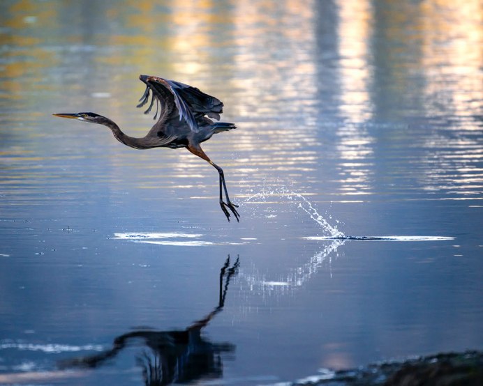 Аист или цапля