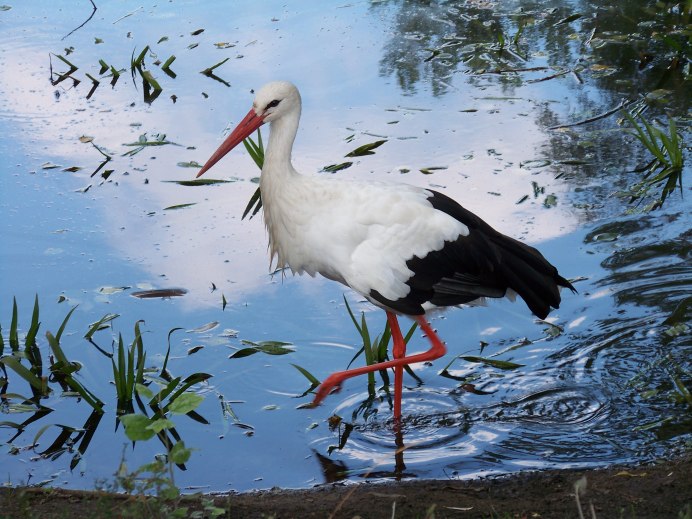 Птицы на реке