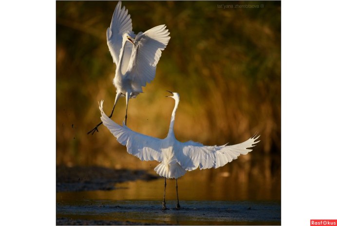 Журавли на снегу