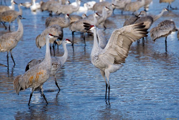 Песчаный журавль